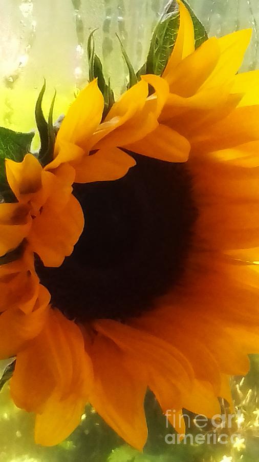 Sunshine Sunflower Photograph