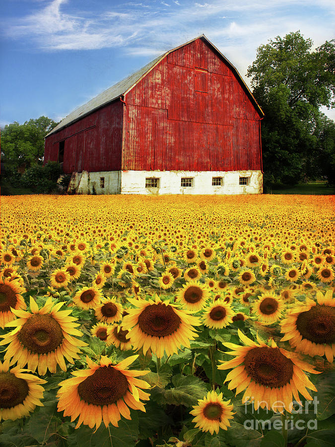 Sunshine Sunflowers and A Red Barn Photograph by Barbara McMahon