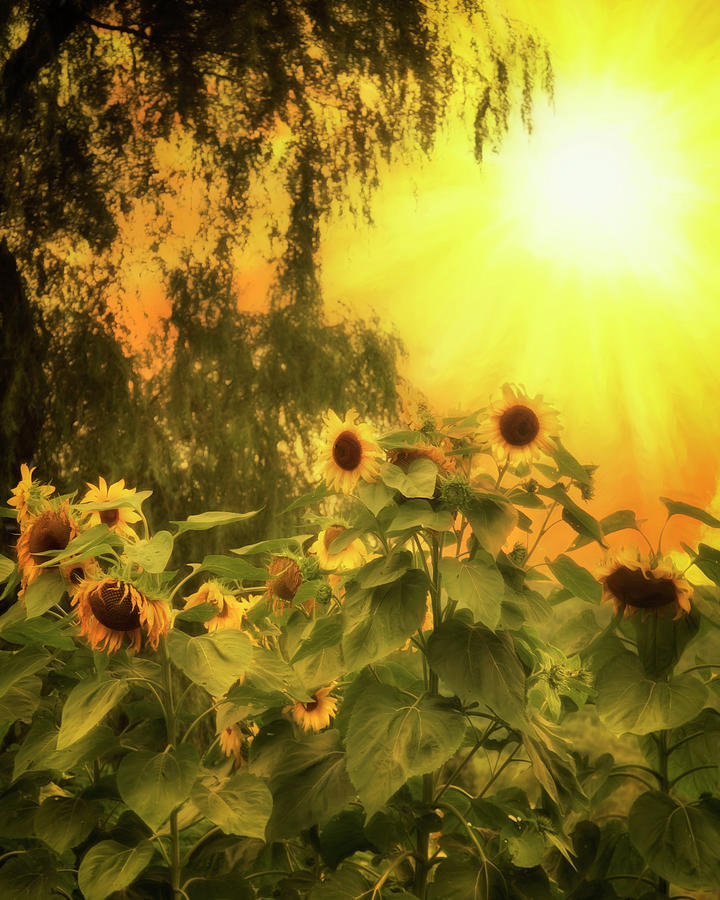 Sunshine Sunflowers Photograph by Joann Vitali