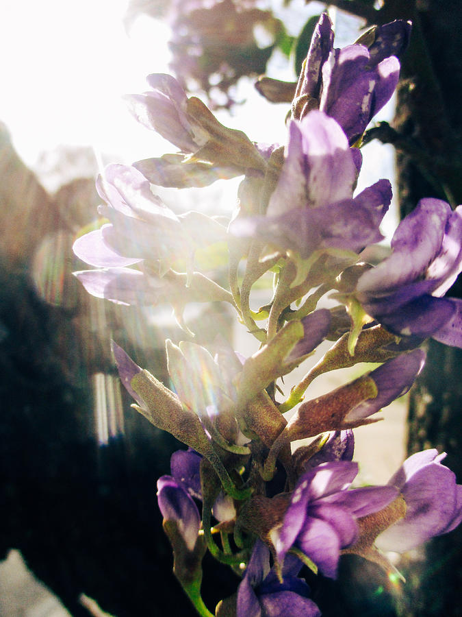 Sunshine through the Petals  Photograph by W Craig Photography