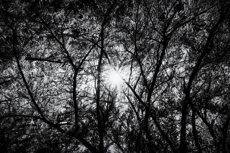 Sunshine through Tree Branches in Black and White Photograph by Andreea Eva Herczegh