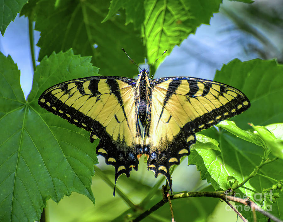 Sunshine on a Swallowtail Photograph by Kerri Farley
