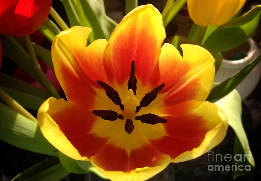 Sunshine Tulip Photograph by Joan-Violet Stretch