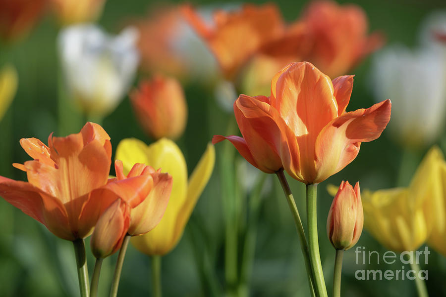 Sunshine Tulips Photograph by Lorraine Cosgrove