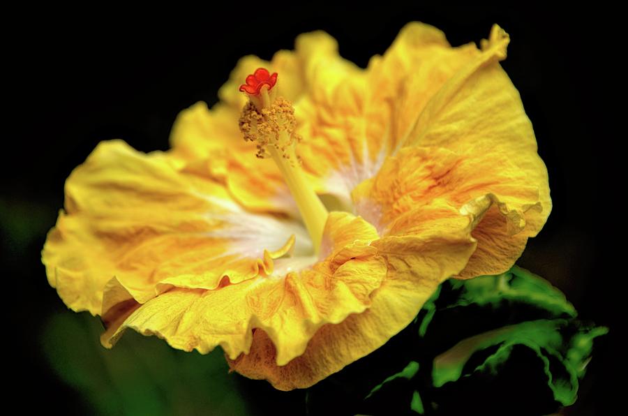 Sunshine Yellow Hibiscus Photograph by Heidi Fickinger