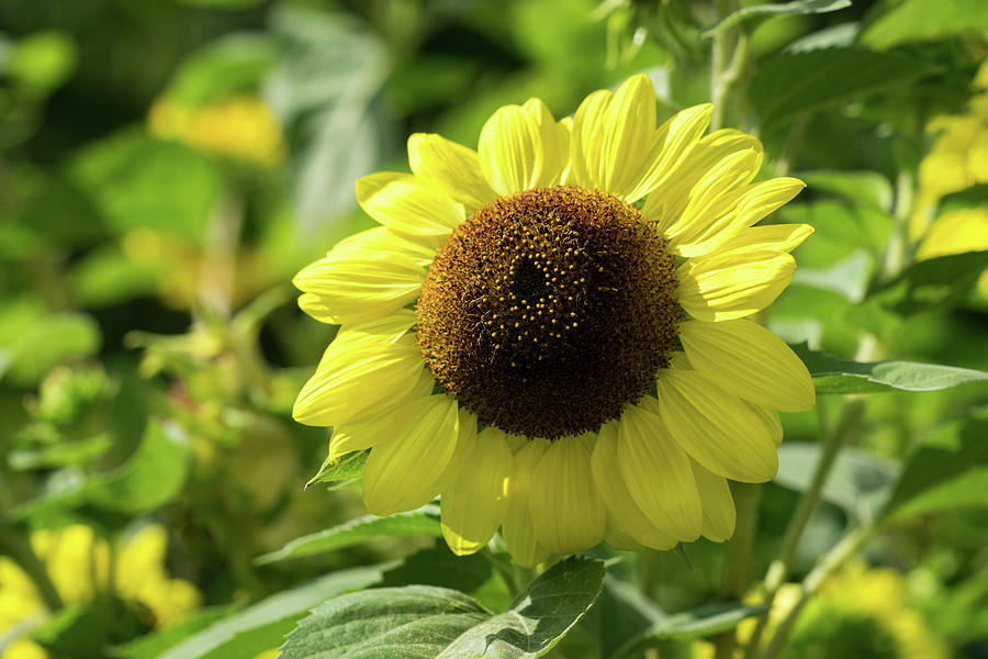 Sunshiny Sunflower the Beautiful National Flower of Ukraine