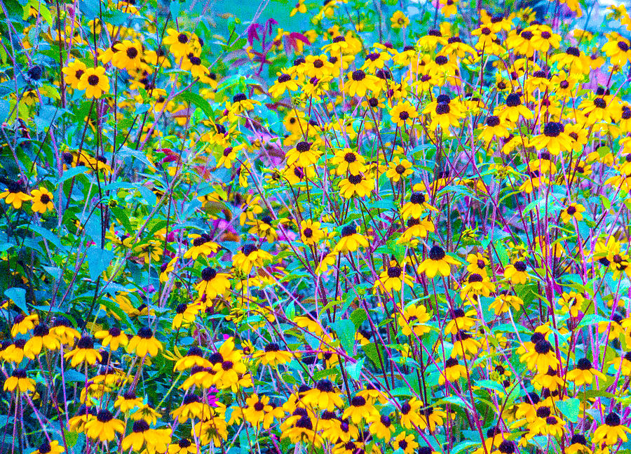 Wildflower Field Photograph by Ali Bailey Wildflower Field Photograph by Ali Bailey