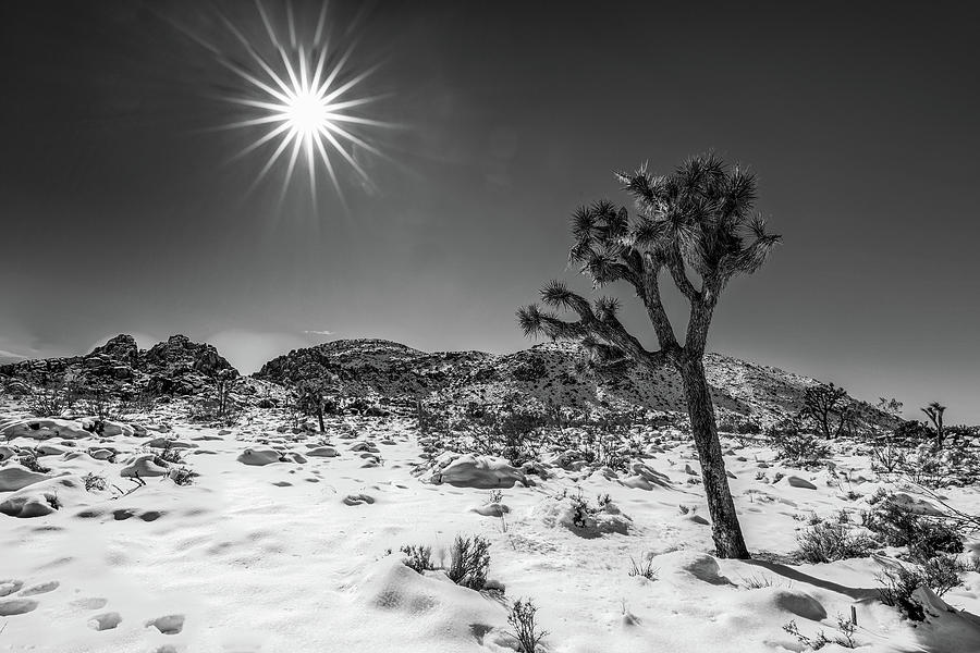 Sunstar and Joshua Tree - Black and White  Photograph by Peter Tellone