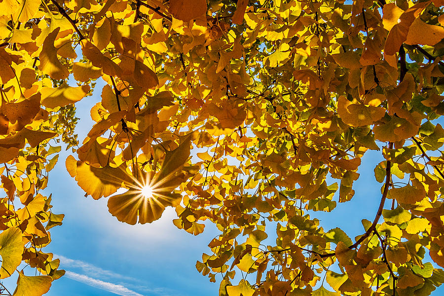 Sunstar in the Autumn Ginkgo Tree Photograph by Stuart Litoff