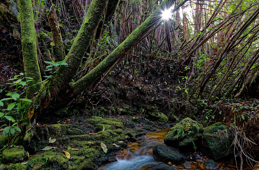 Sunstar in the Hawaiian Forest Photograph by Heidi Fickinger