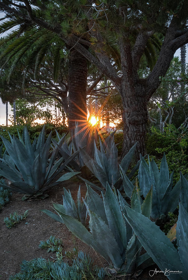 Sunstar Over the Agave Forest Photograph by Aaron Burrows