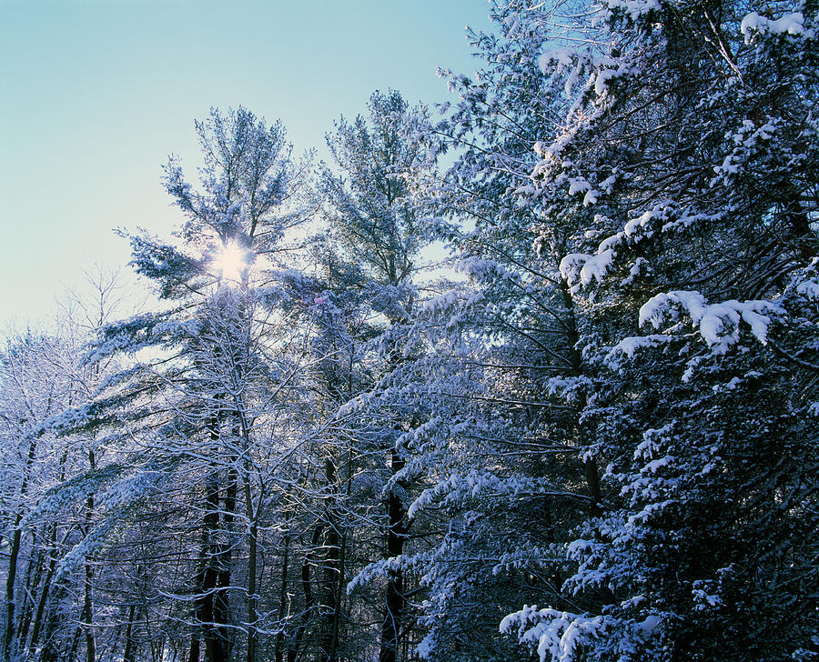 Sunstar through snow-covered conifer trees, Backbone State Park, Iowa, USA. Photograph by Panoramic Images