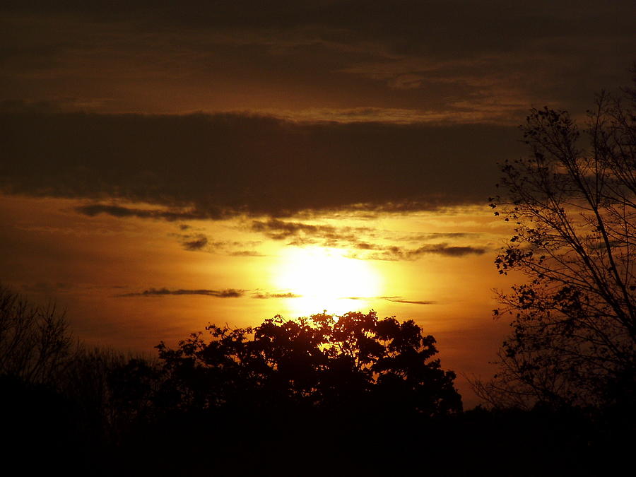Suntree Photograph by Joseph Shaw Fine Art America