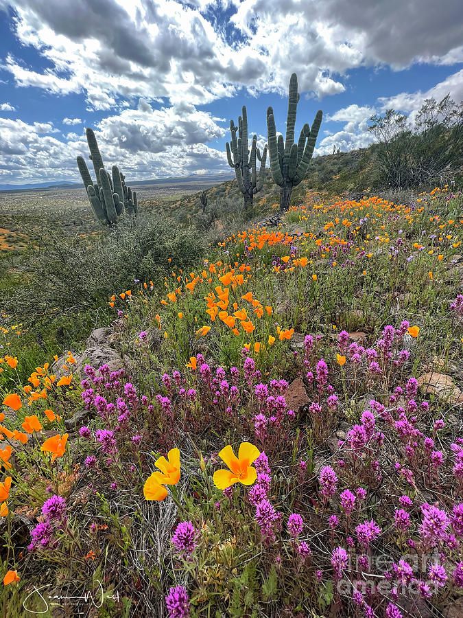 Super Bloom 2023 Peridot Mesa AZ Photograph by Joanne West