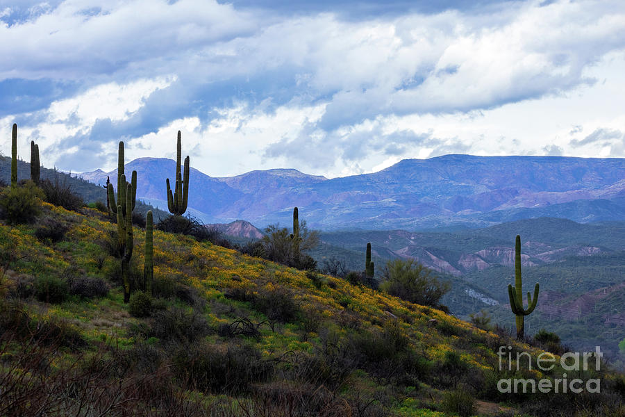 Super Bloom Arizona Photograph by Matthew Hartshorn Fine Art America