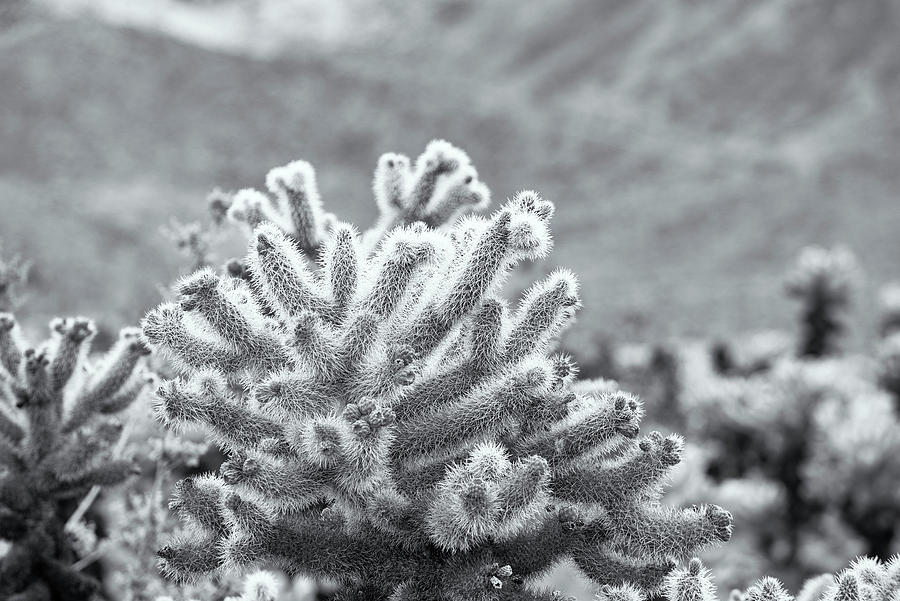 Super Bloom Cactus Joshua Tree California 7374-300 Photograph by Amyn Nasser