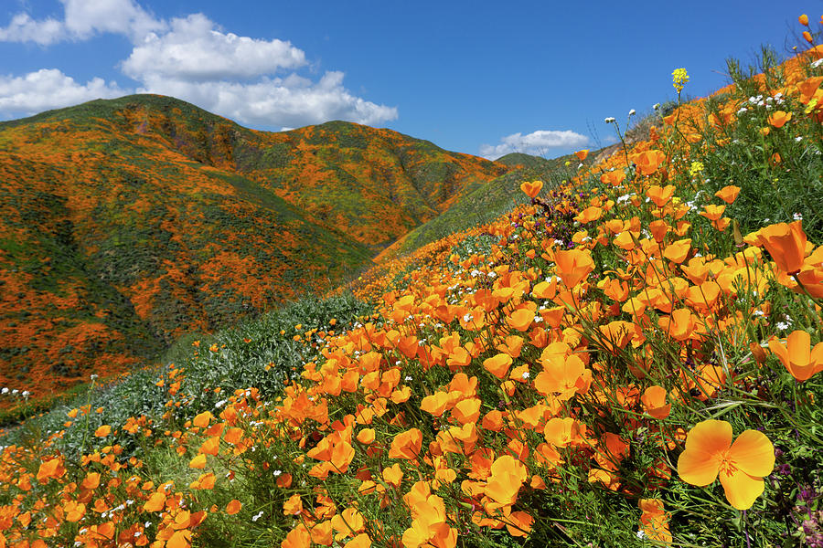 Super Bloom, Lake Elsinore 002 Photograph by Evan Bracken Fine Art