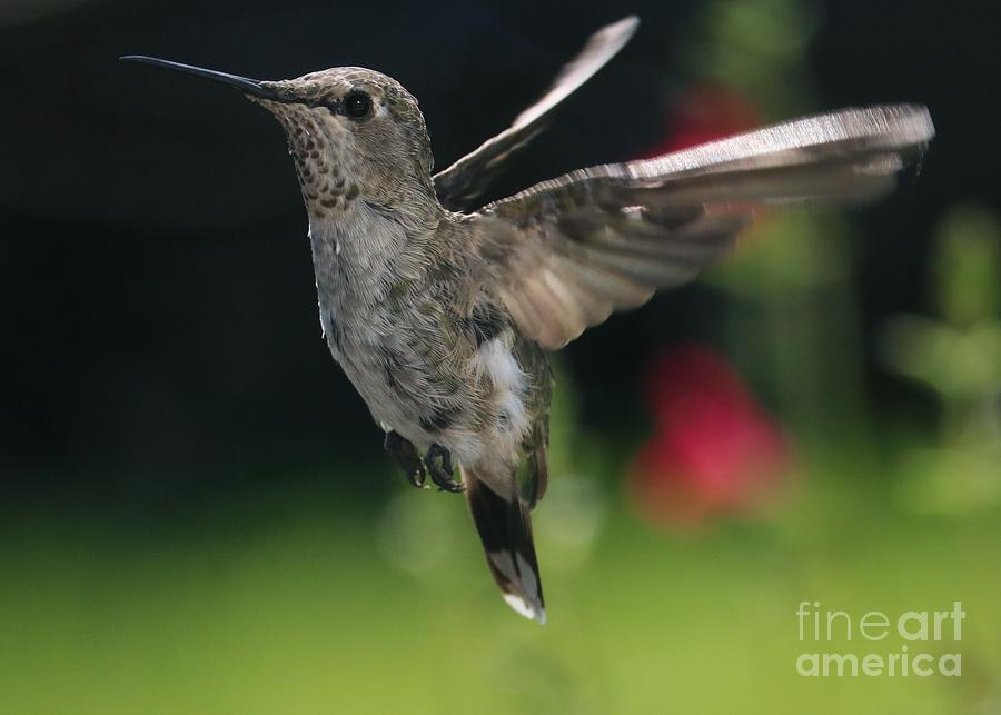 Super Close Up Hummingbird Photograph by Carol Groenen