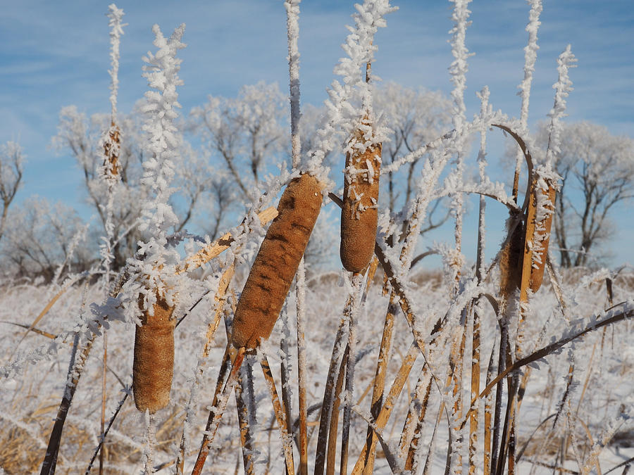Cool Photograph - Super Cool Rime Ice  by James Peterson