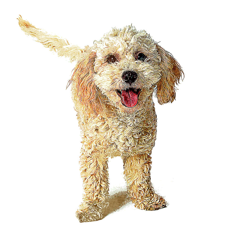 Super Cute Poodle Dog Painting by Custom Pet Portrait Art Studio