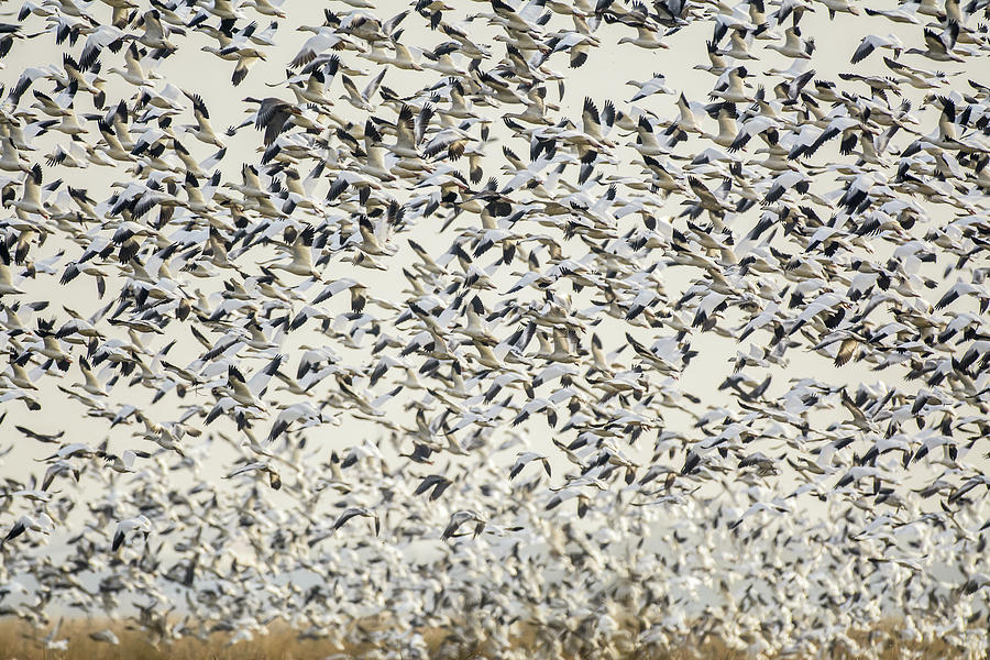 Super Flock Photograph by Mike Fusaro