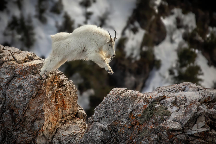 Goat Photograph - Super Goat by Peter Mangolds