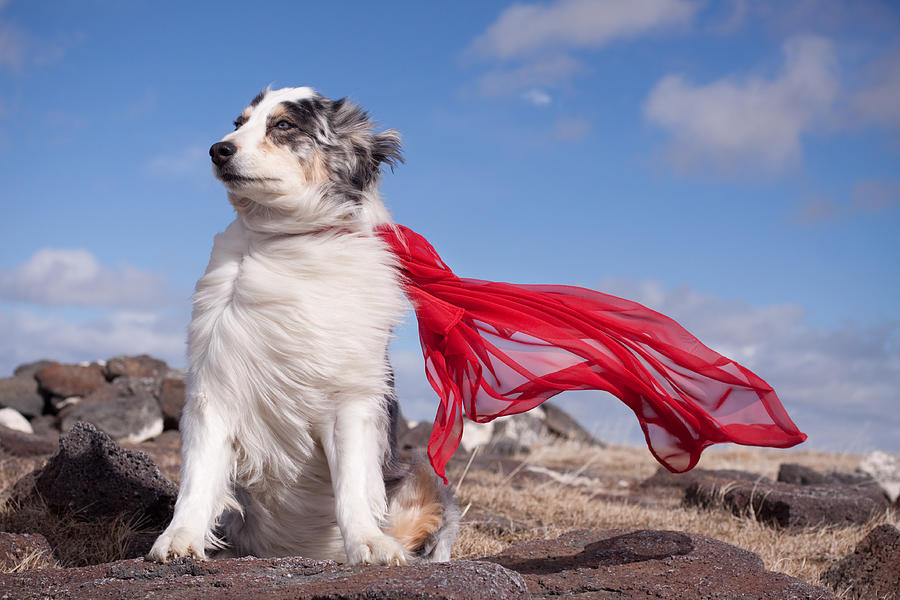 Super Hero Dog in wind Photograph by DaydreamsGirl