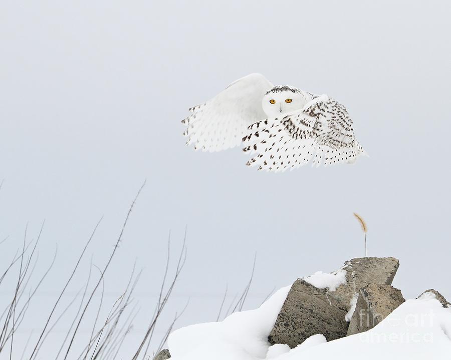 Super Hero Snowy Owl Photograph by Heather King