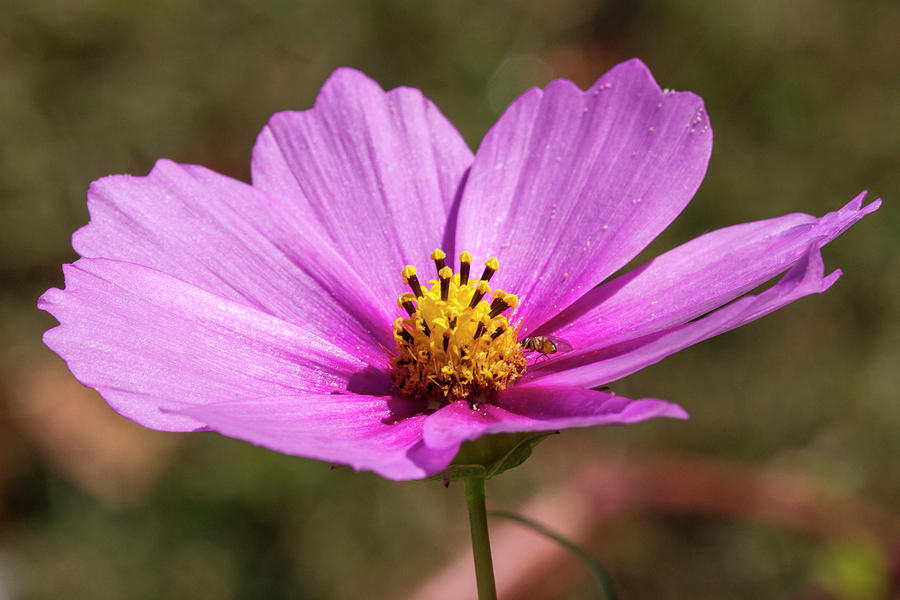 Super Pink Cosmos Photograph by Kathy Clark