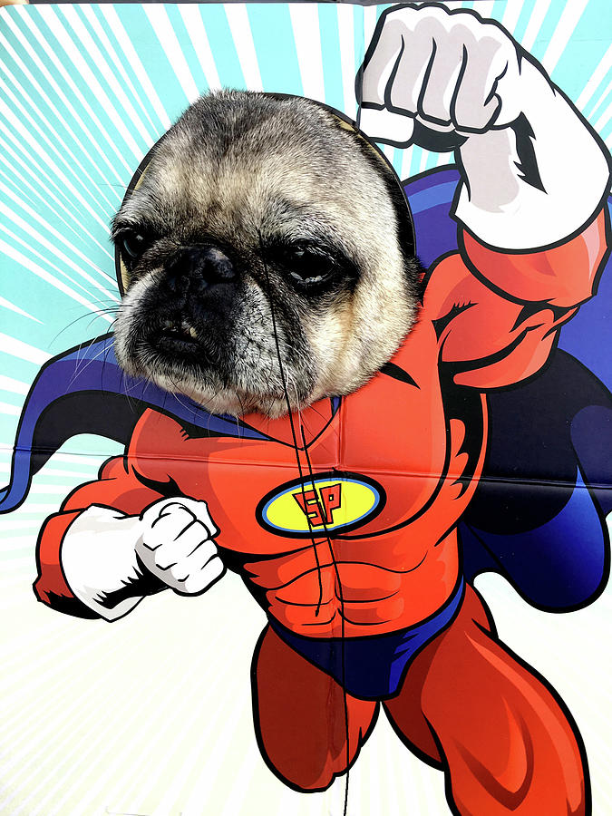 Super Pug Photograph by Todd Setzer - Pixels