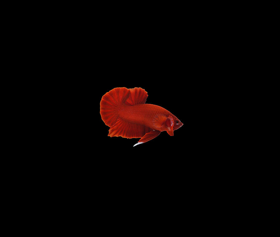 Super Red Betta Fish Photograph by Sambel Pedes