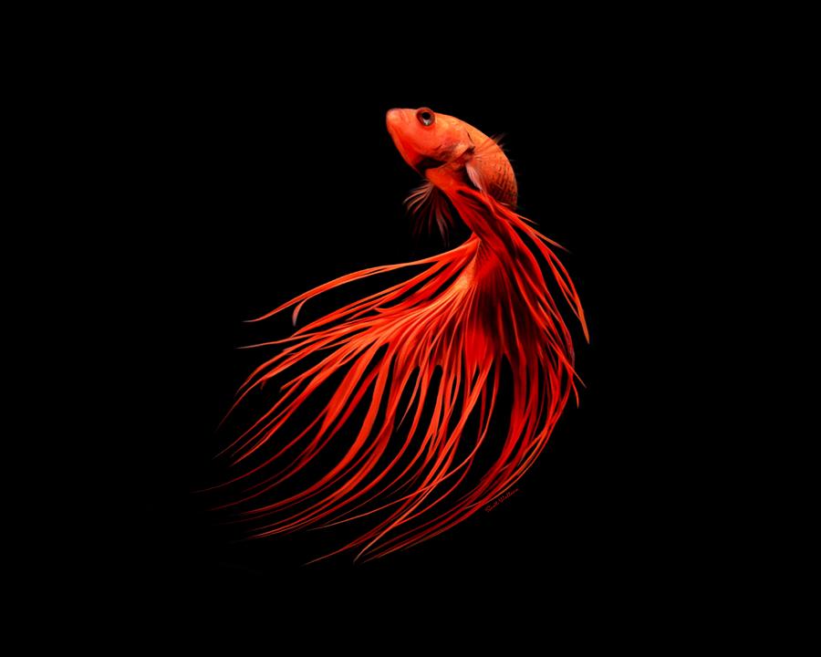 Super Red Crowntail Betta Fish Digital Art