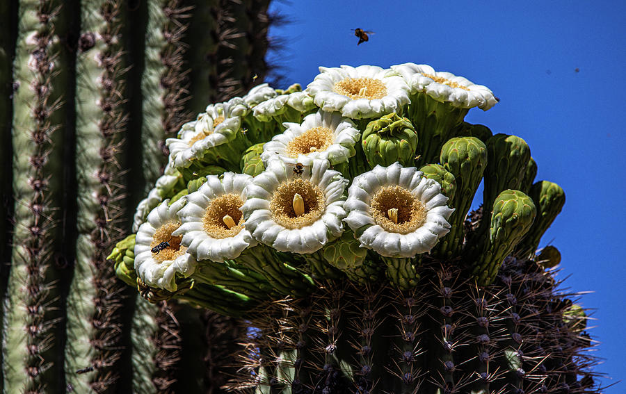 Super Saguaro Bloom Photograph by Debra Magallanes - Fine Art America