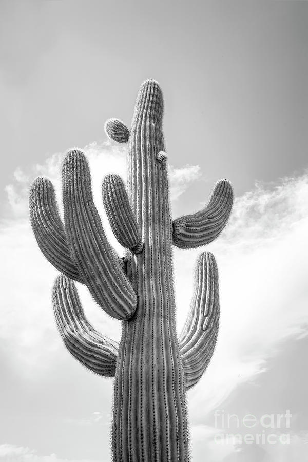 Super Saguaro One BW Photograph by Elisabeth Lucas - Fine Art America