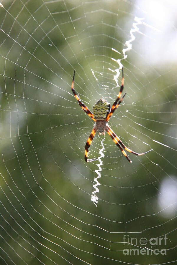 Spider Photograph - Super Spider by Bruce Borthwick