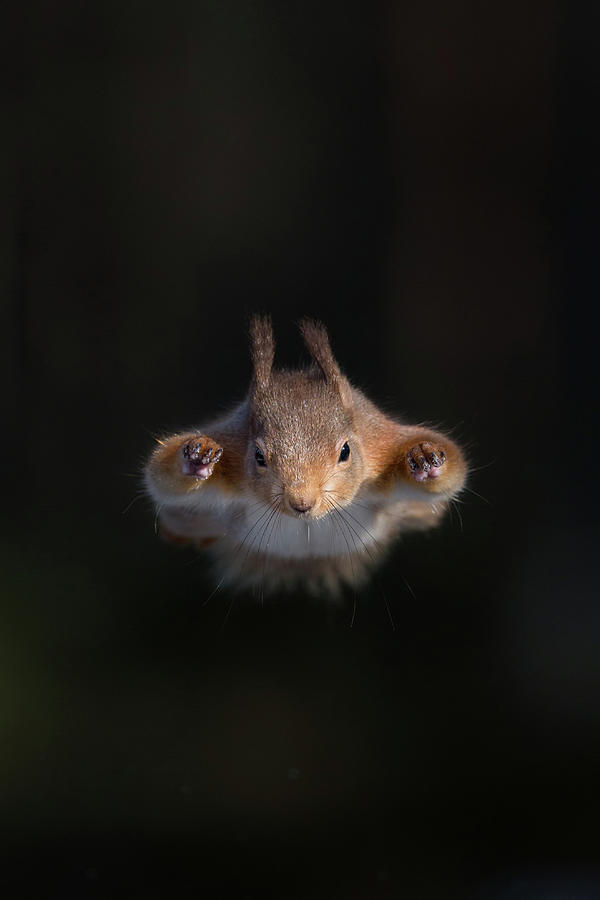 Super Squirrel Photograph by Pete Walkden
