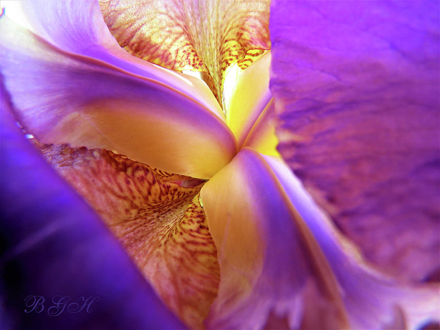 Super Star Iris - Floral Photography and Art - Spring Flower Macro Photograph by Brooks Garten Hauschild