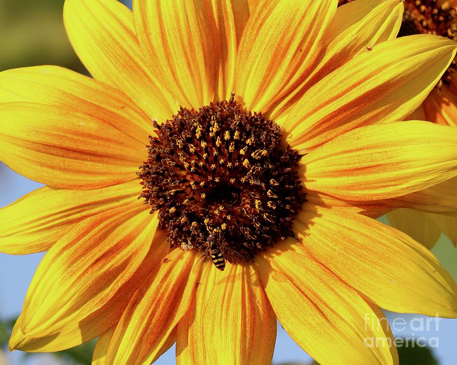 Super Sunflower Photograph