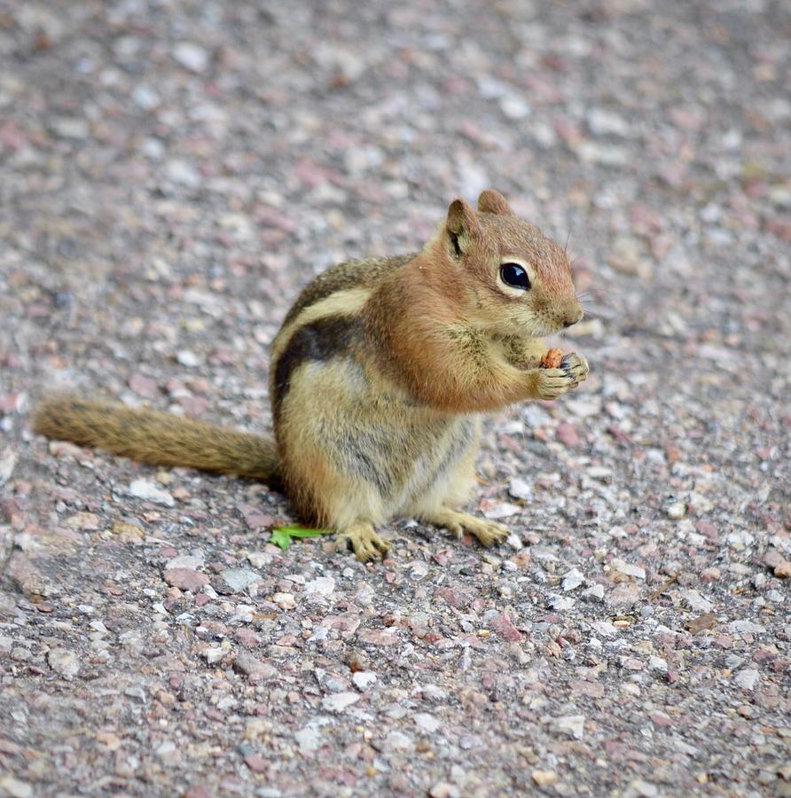 Super Cute Snacking Chipmunk Photograph by Richard Bryce and Family