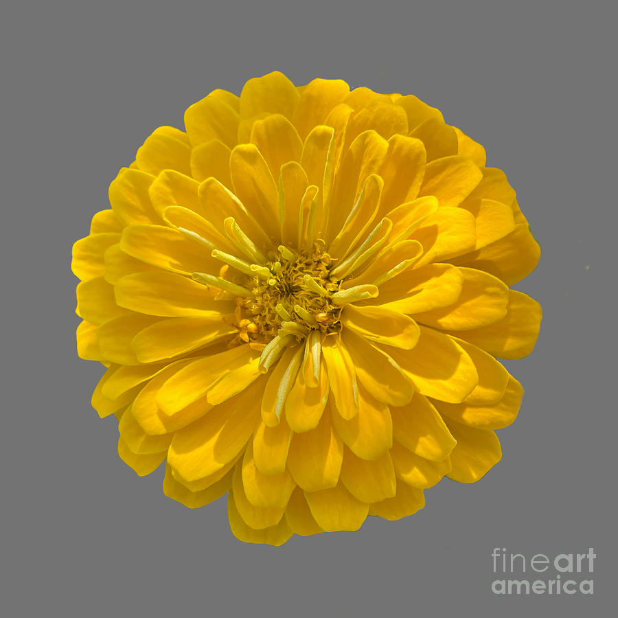 Super Yellow Zinnia on Gray  Photograph by Carol Groenen