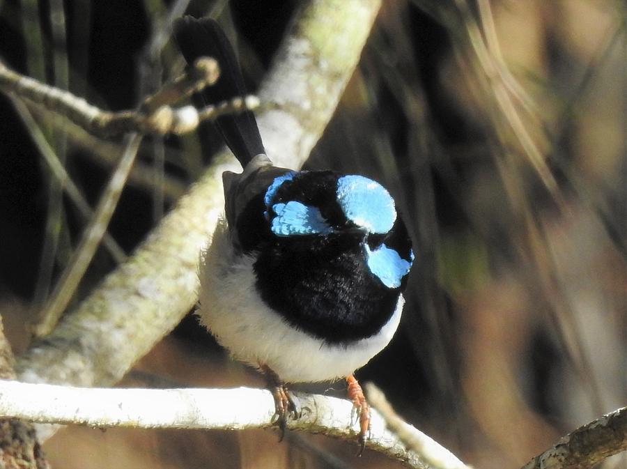 Superb fairy wren 6 Photograph by Athol KLIEVE - Fine Art America