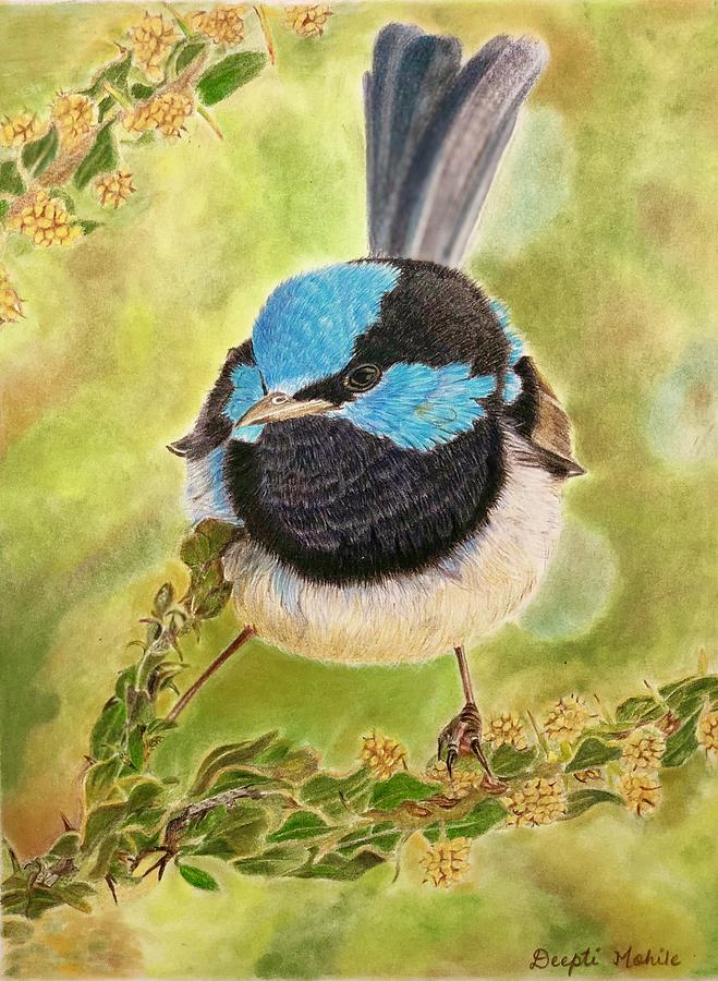 Superb Fairy Wren Drawing by Deepti Mohile