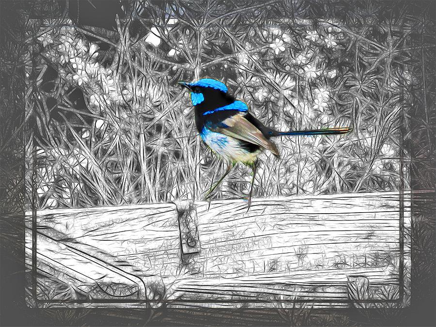 Superb Fairy-wren Mixed Media by Joan Stratton