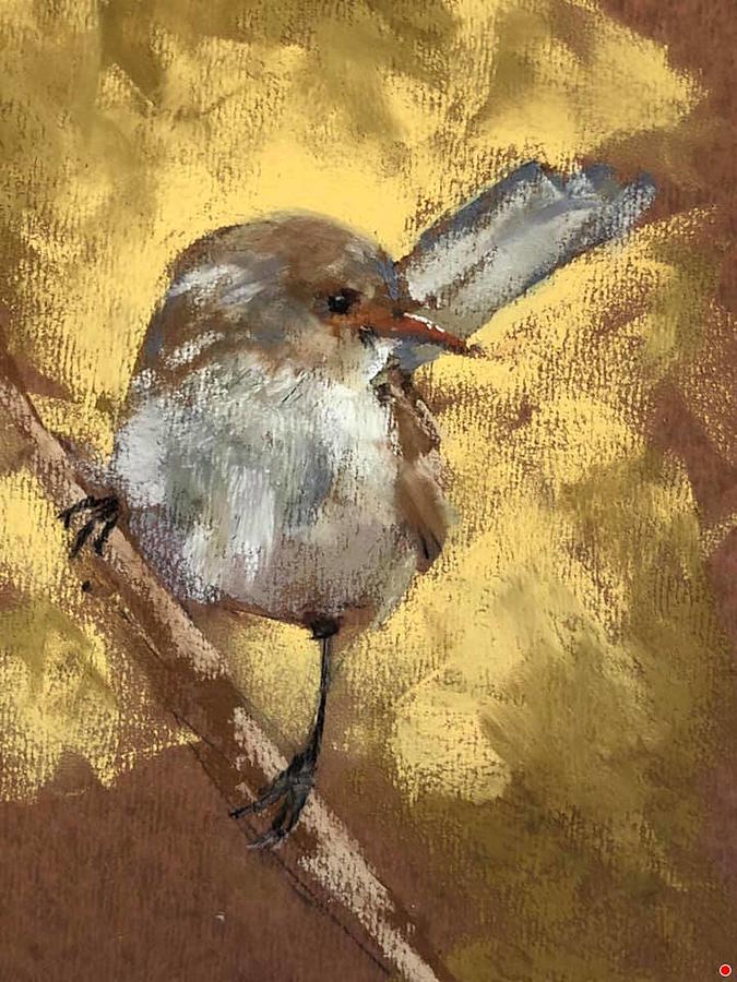 Superb fairy wren Painting by Kim Eshelman - Pixels