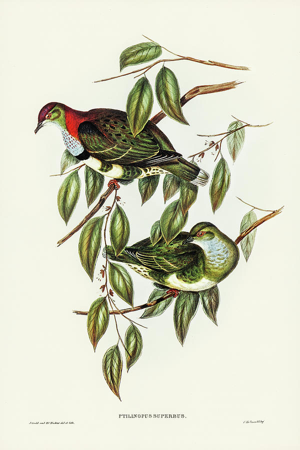 John Gould Drawing - Superb Fruit Pigeon, Ptilinopus superbus by John Gould