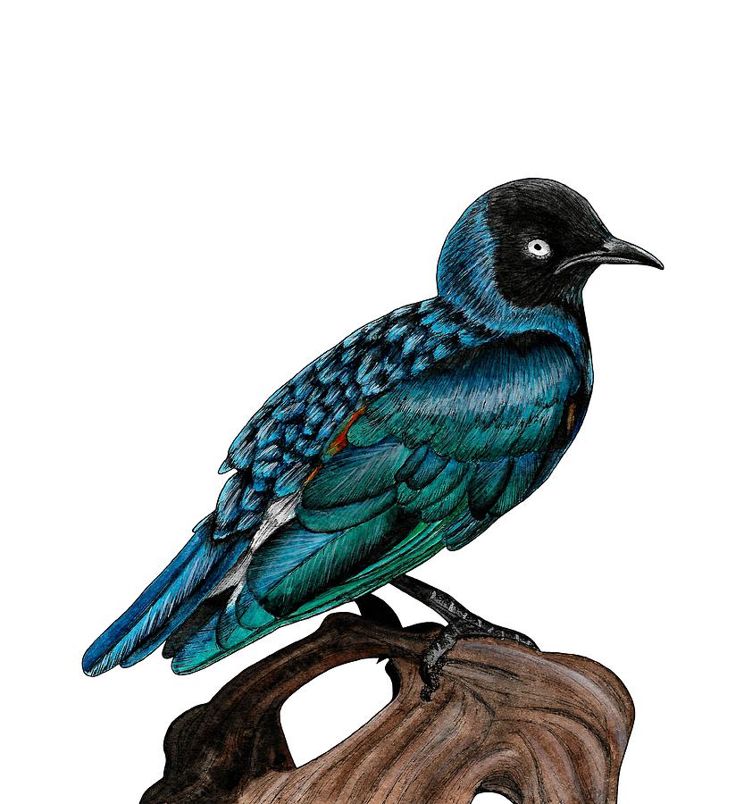 Starlings Mixed Media - Superb starling by Loren Dowding