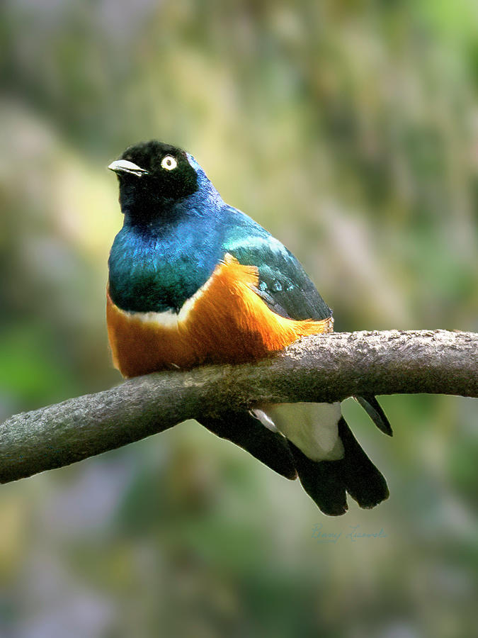 Superb Starling Photograph by Penny Lisowski