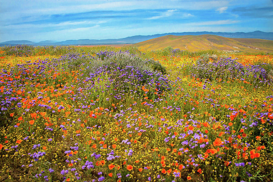 Superbloom Explosion at the Poppy Reserve Photograph by Lynn Bauer