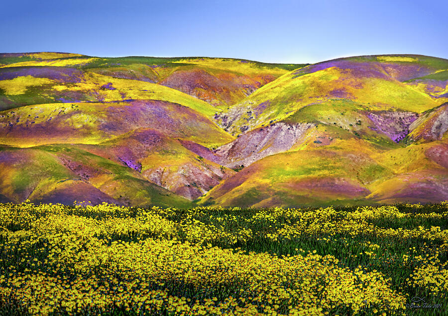 Superbloom Hills Above Carrizo Plain, California Photograph by Brian Tada