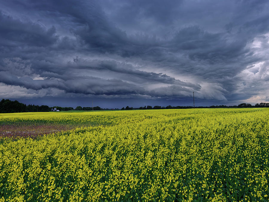 Supercell and Canola Photograph by Dan Jurak